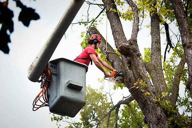 Tree and Shrub Care in Feasterville, PA